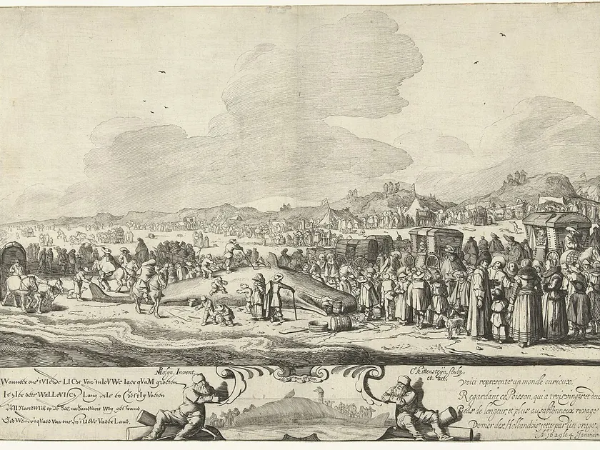 De Walvis gestrand tussen Noordwijk en Zandvoort, 1629.613